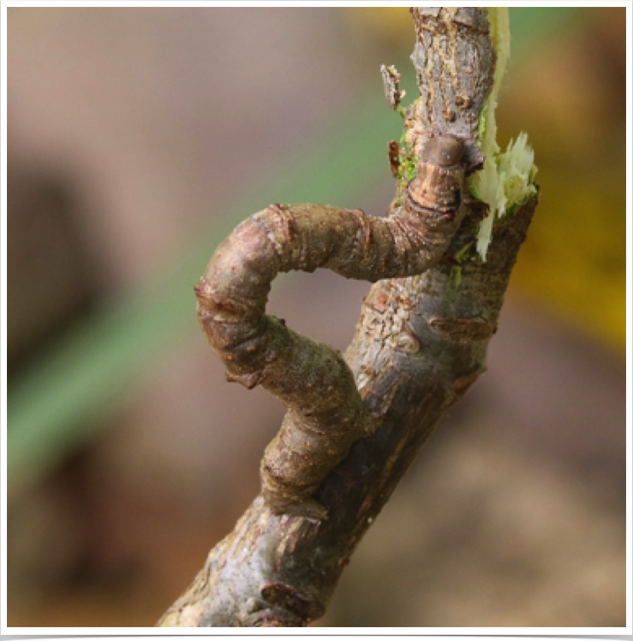 Large Maple Spanworm on Sweetgum
Procherodes lineola
Autauga County, Alabama